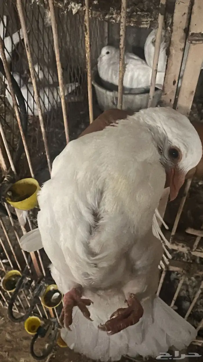 فروخ حمام البيع جيع فرنسي وزاجل 1