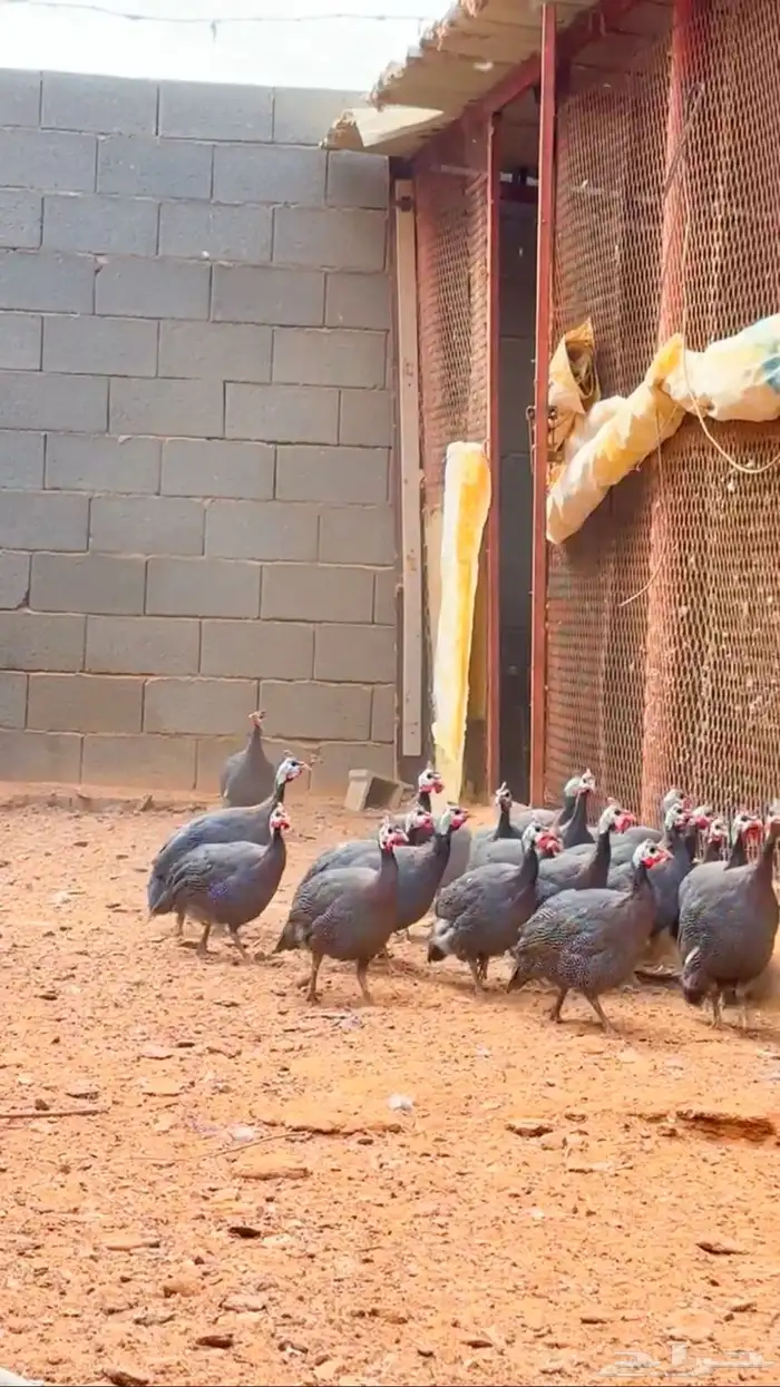 دجاج فرعوني حبشي 2