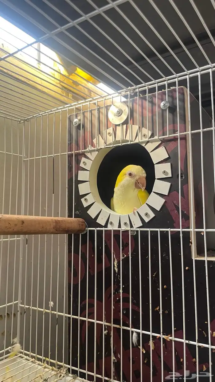 جوز كويكر لاتينو منتج 10