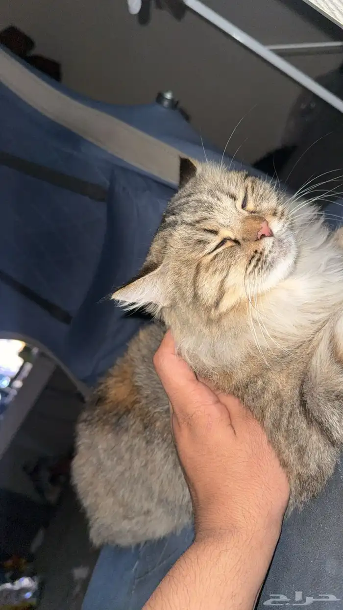 قطه قط بسه لتبني 3