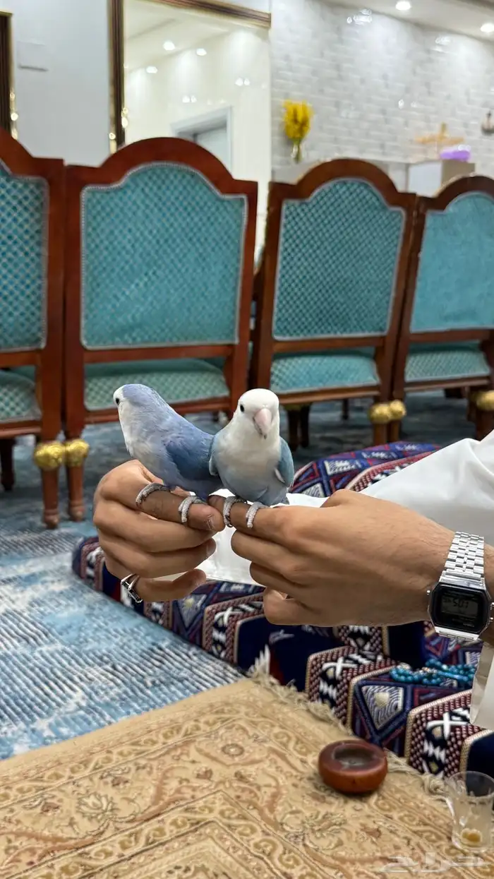 زوج روز منتج والليف 5