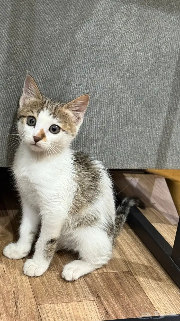 قطه للتبني 1