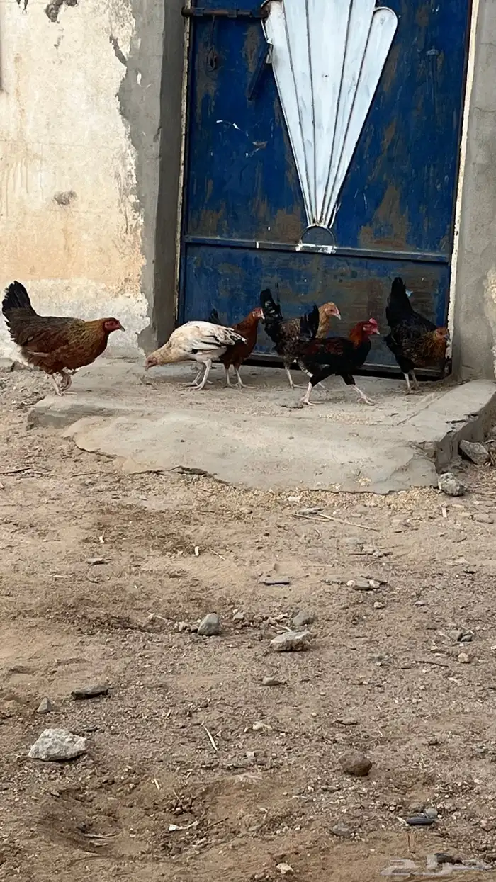 دجاج شرط كفو ديك صغير و5اناثي 1