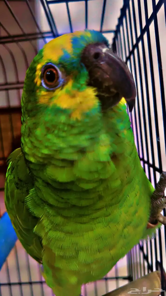 أمازون بلوفرينتد سوبر جامبو جاكو 1