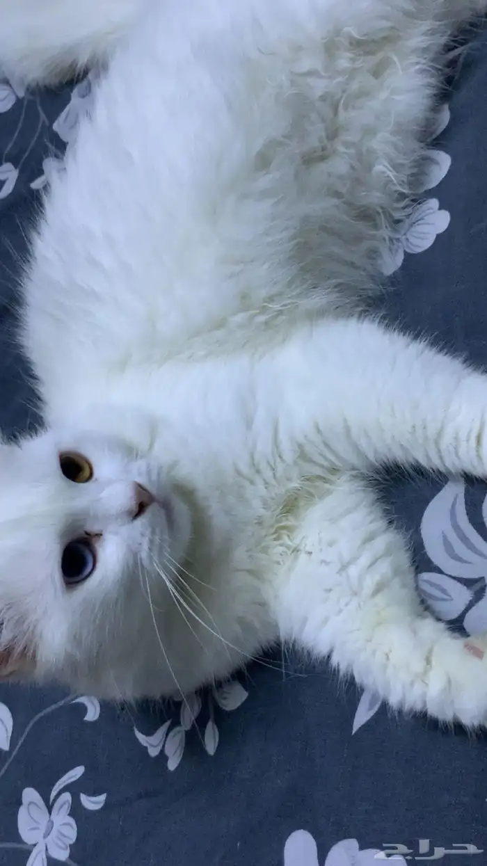 قطة للتبني 1