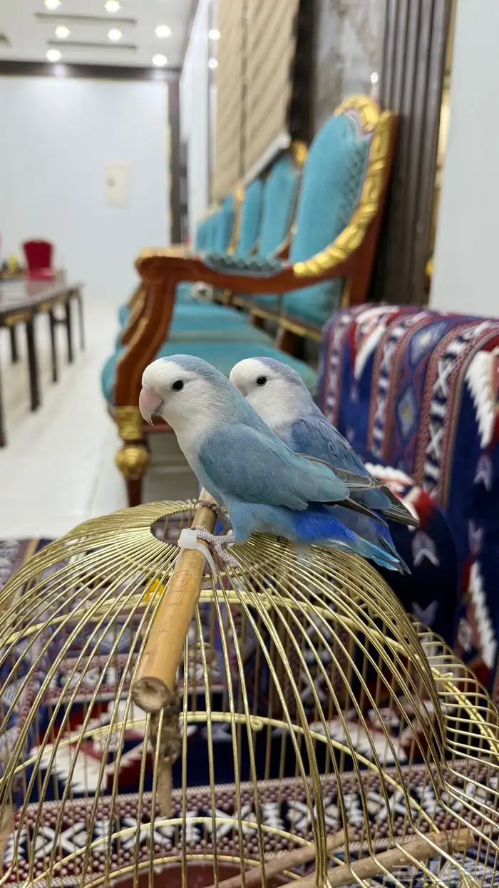 زوج روز منتج والليف 10