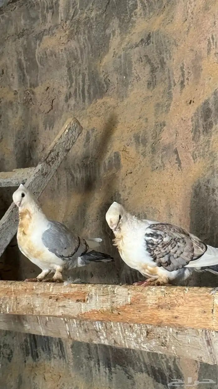 حمام زينه حب رمان 1