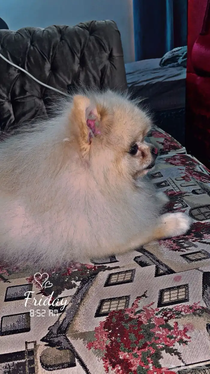 للبيع ذكر بومرنيان 2