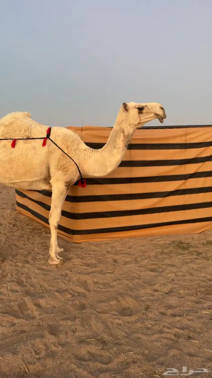 ثنو وضحا تحتها حوار كفو 3