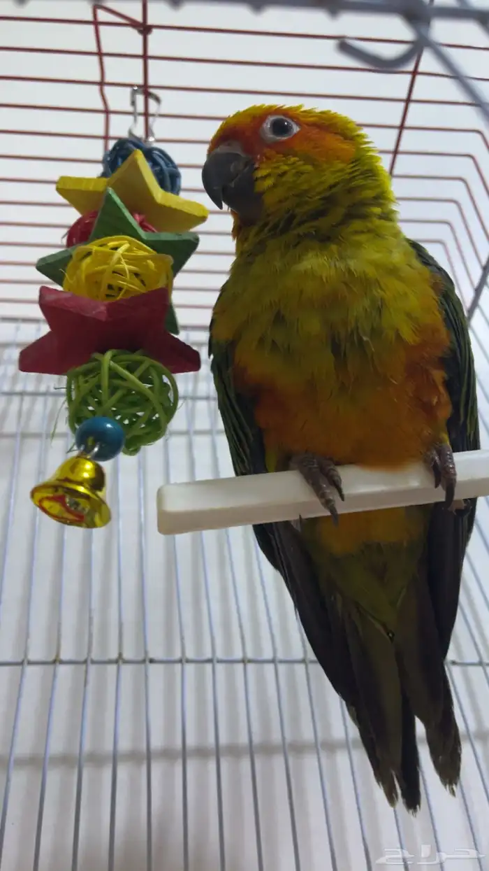 صن كنيور للي يدور الزين 0