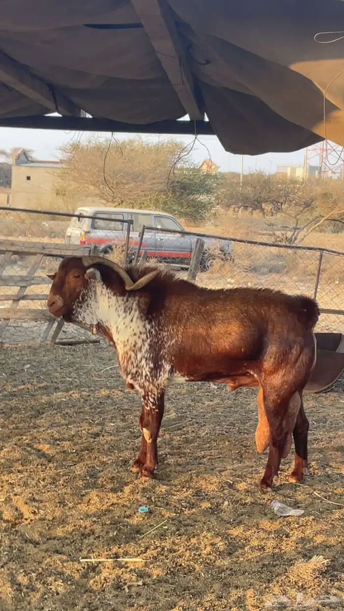 ماعز دهم وشح 3