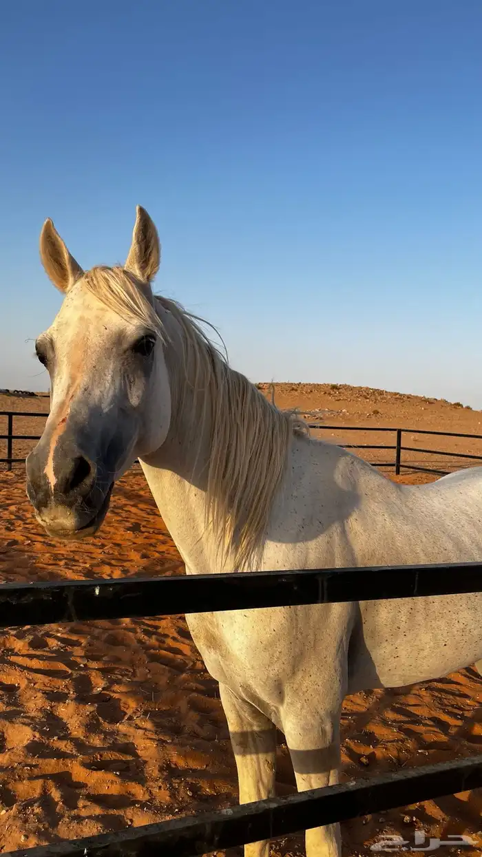 حصان للبيع 1