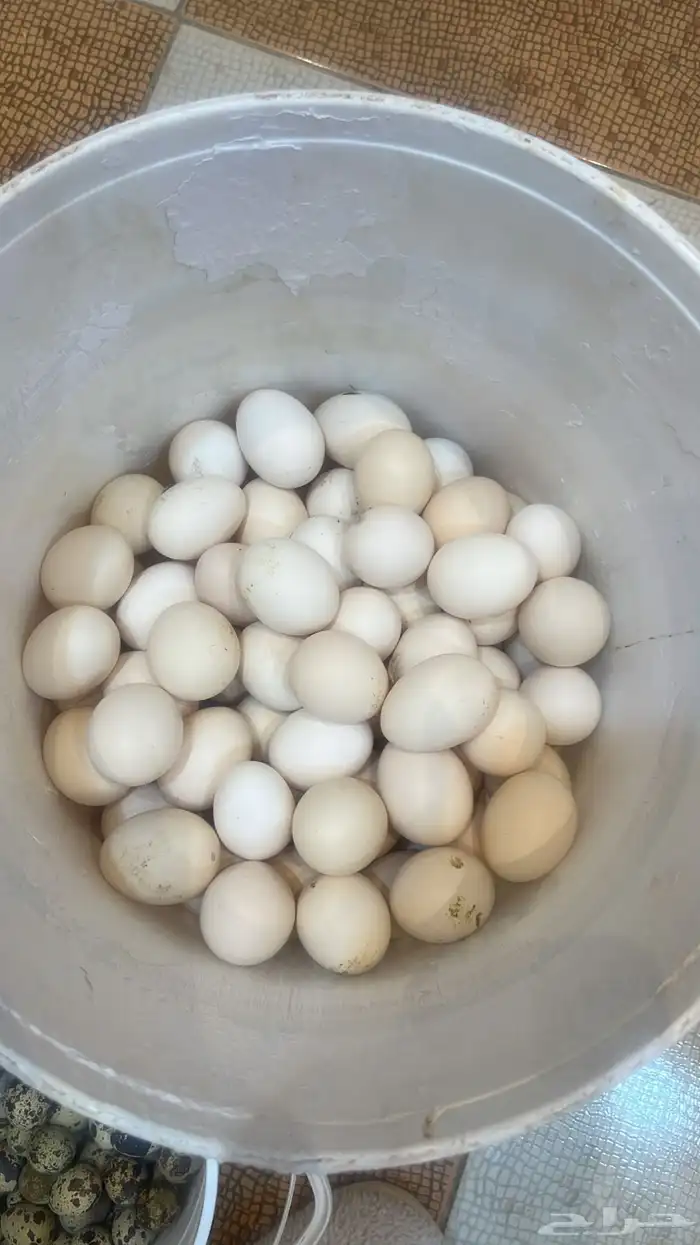 يتوفر لدي بيض بط - بيض بلدي - بيض سمان 1