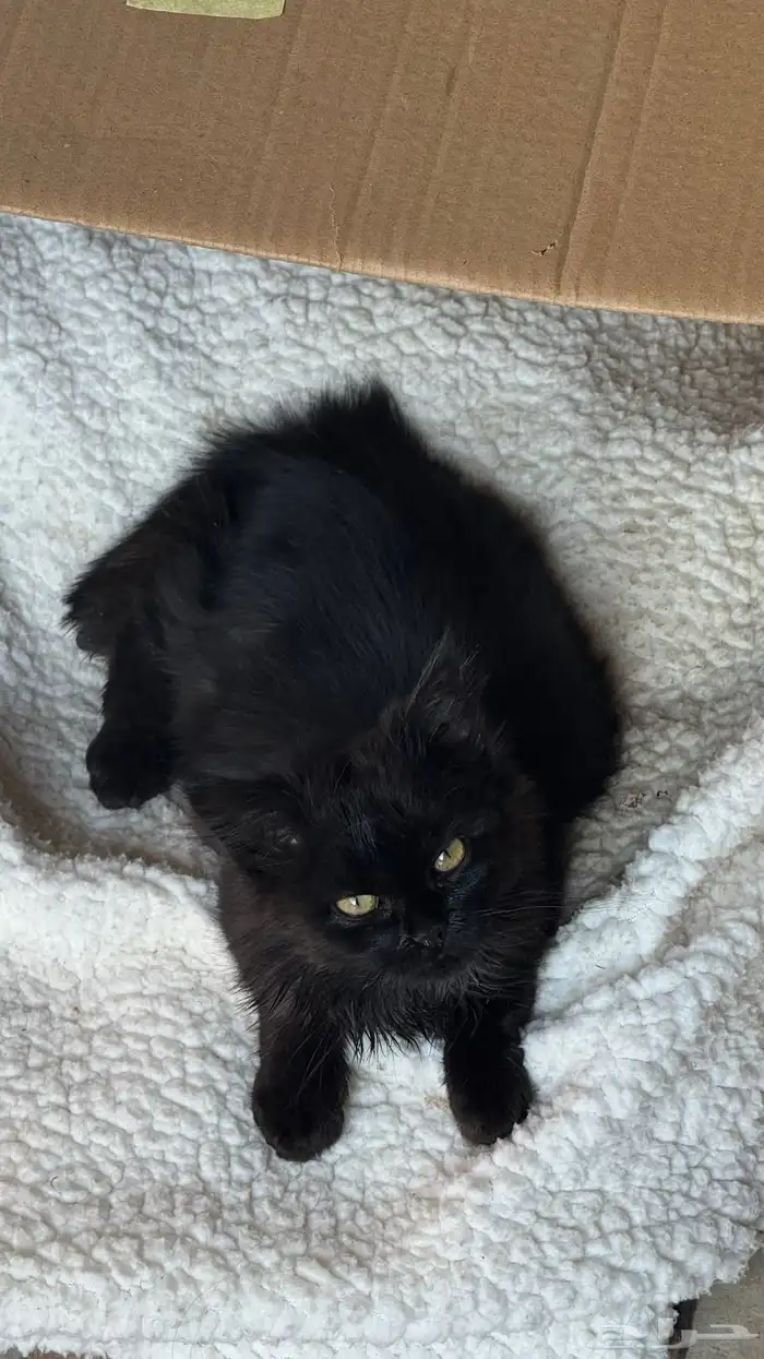 قطوه صغيره للتبني 3