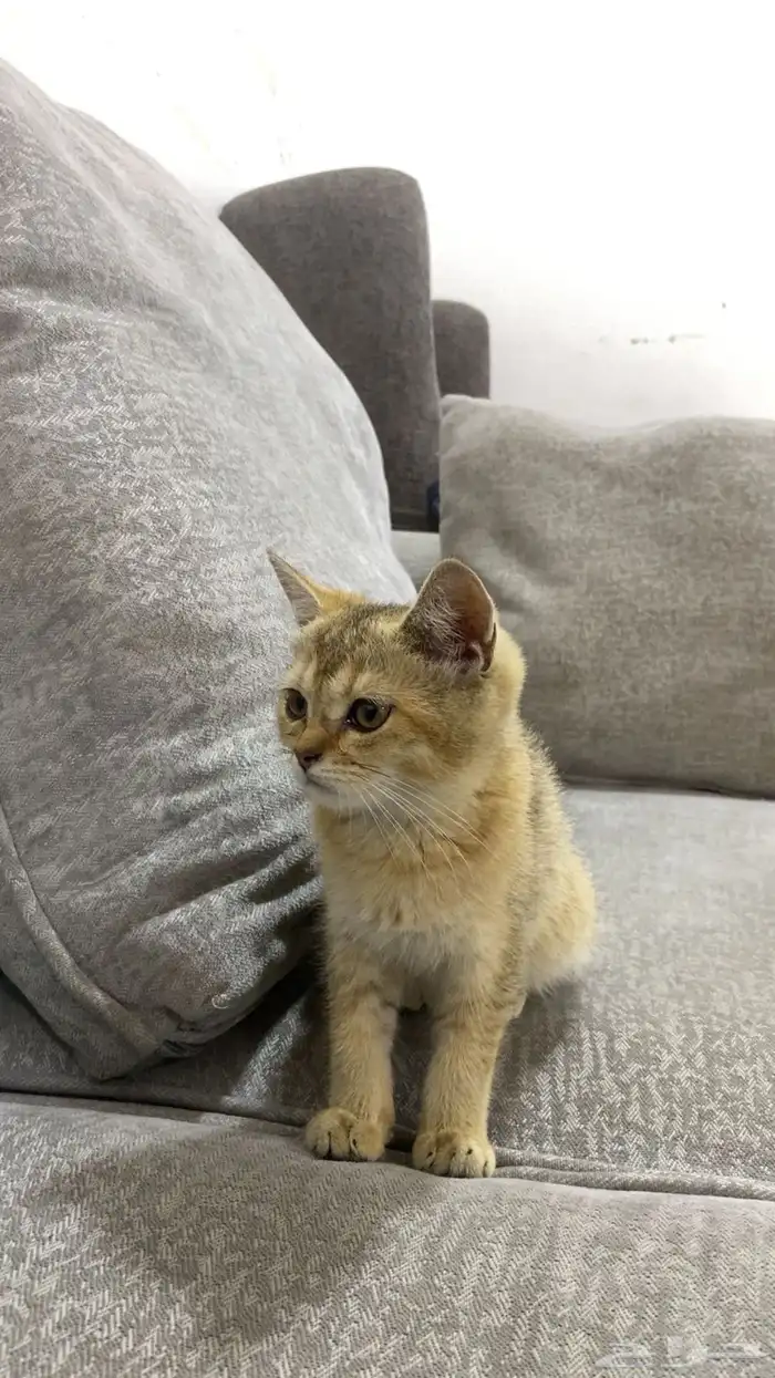 سكوتش قولد 1