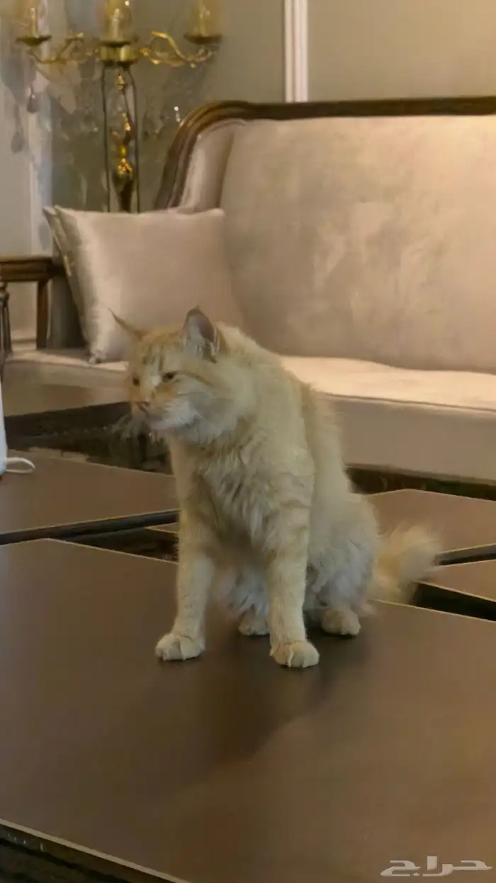 قط برتقالي تابي أليف كيوت جميل يغضب عند إزعاجه فقط ولا يحقد 4