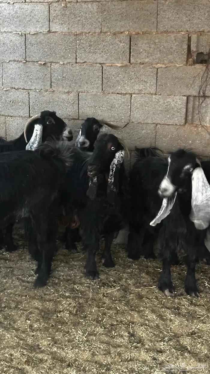 معزاء عوارض ضريع 4