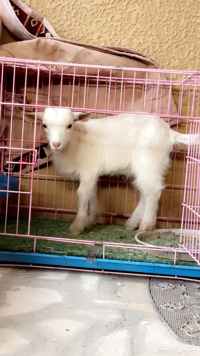 تيس قزمي بيور تشيكي 2