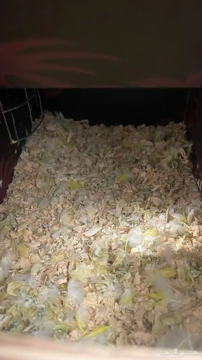 جوز كويكر لاتينو منتج 14