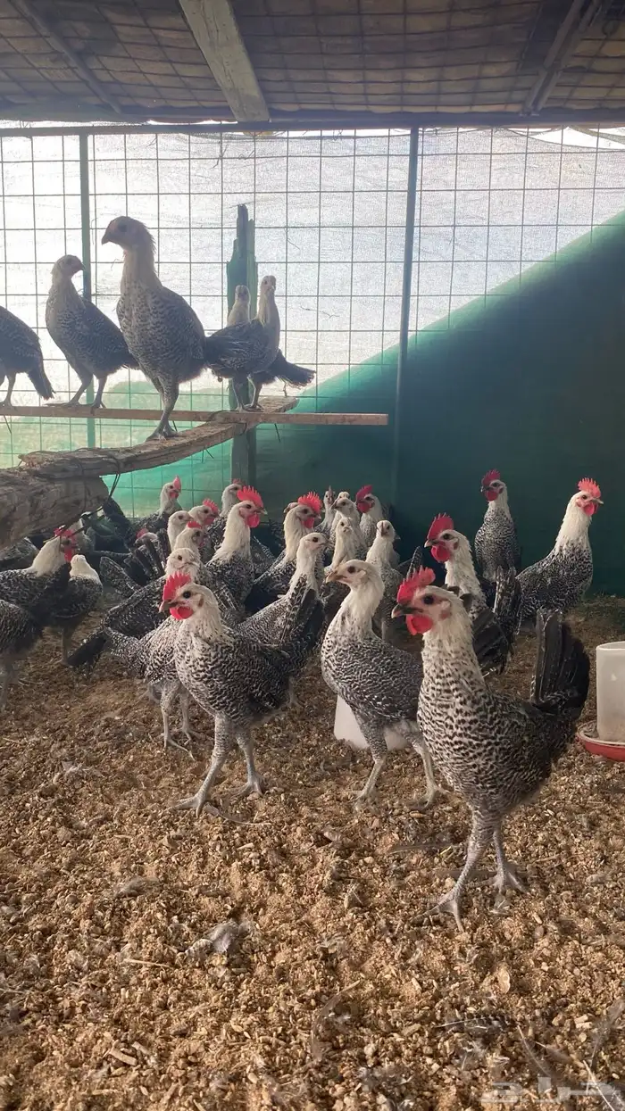 صيصان دجاج فيومي 0