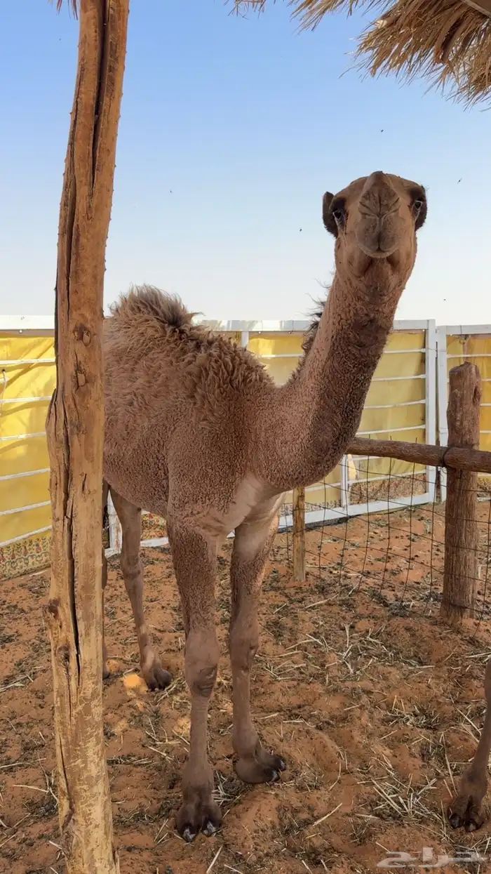 قعدان شعل العدد 2 1