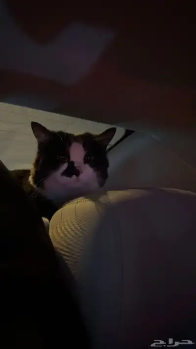 قطة مفقودة index