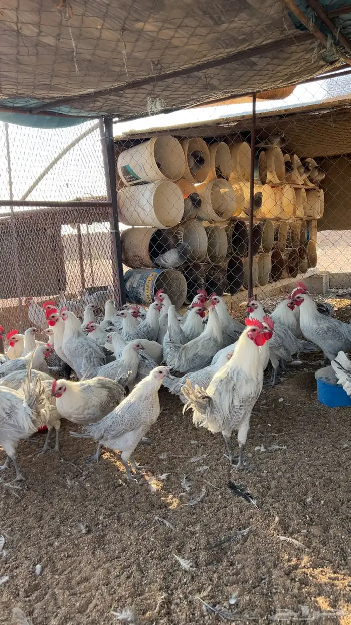 دجاج فيومي 1