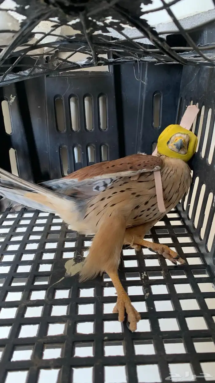 با ش ق للبيع 1