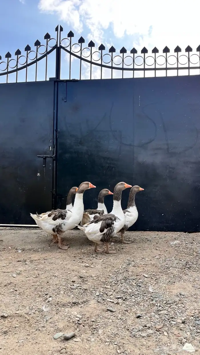 للبيع وز عراقي و مفتل 3