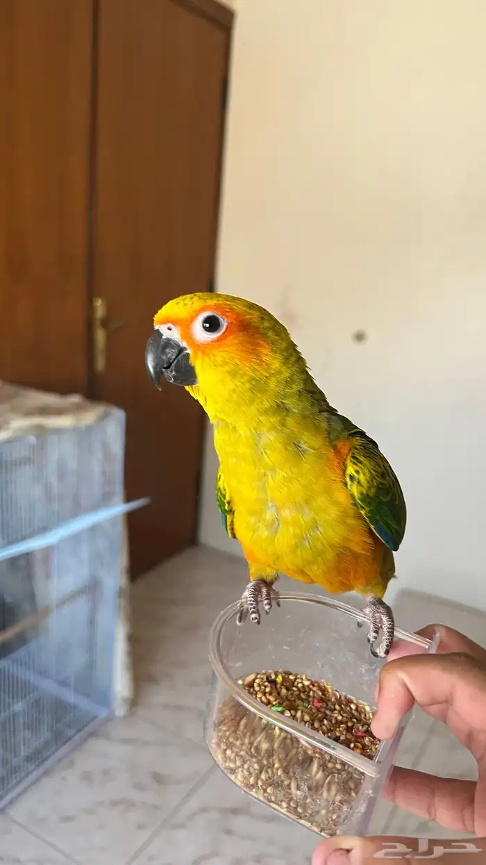 ببغاء مفقود بالخبر 1