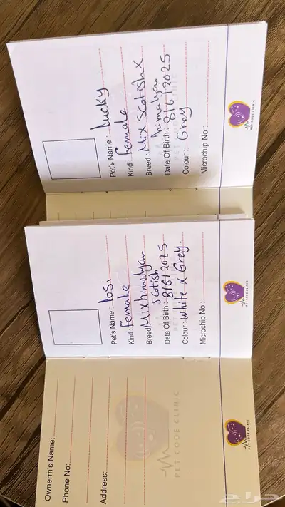 قطة للبيع شكوتش فولد وهملايا index