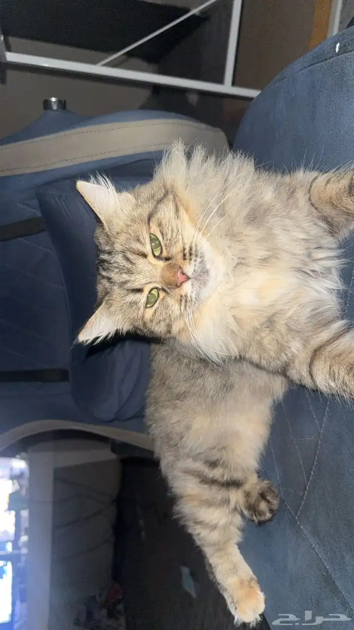 قطه قط بسه لتبني 0