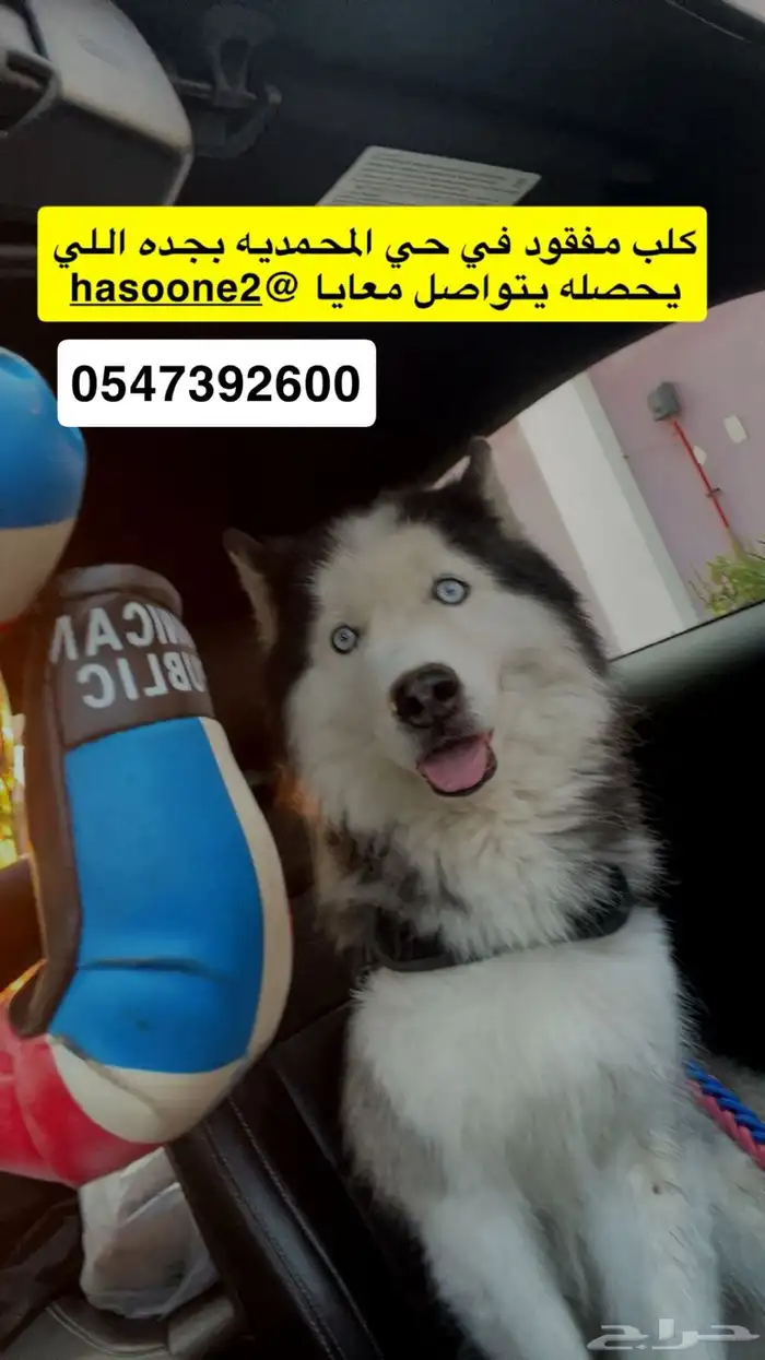 كلب هسكي مفقود في حي المحمدية 0