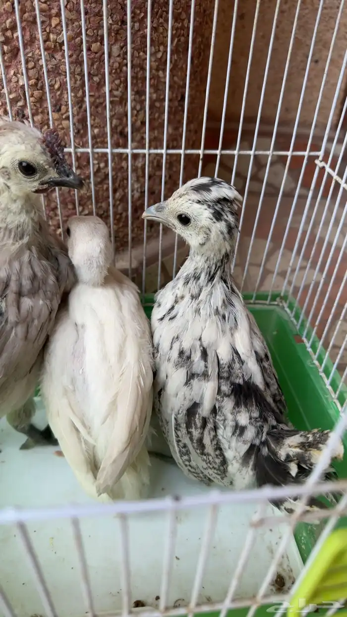 دجاج كويتي وحبشي 1