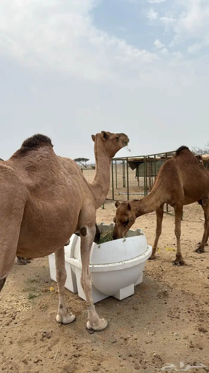 نياق سواحل لقح 0