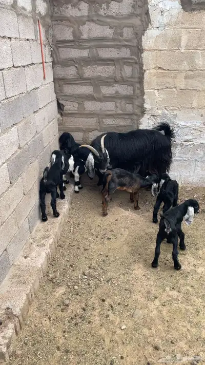 معزاء للبيع index