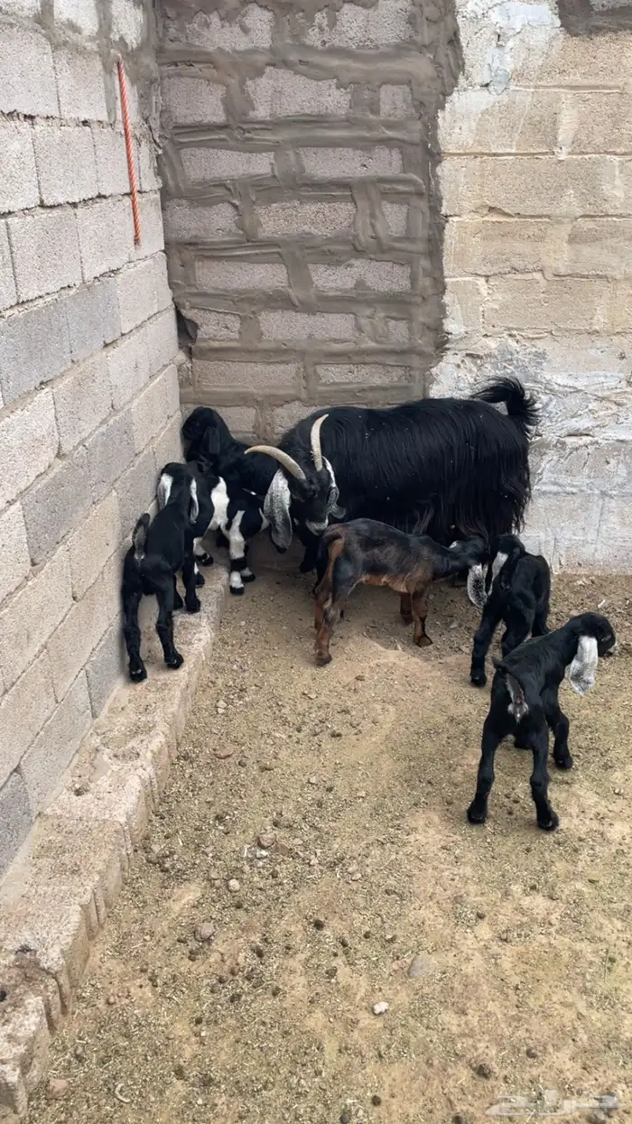 معزاء للبيع 3