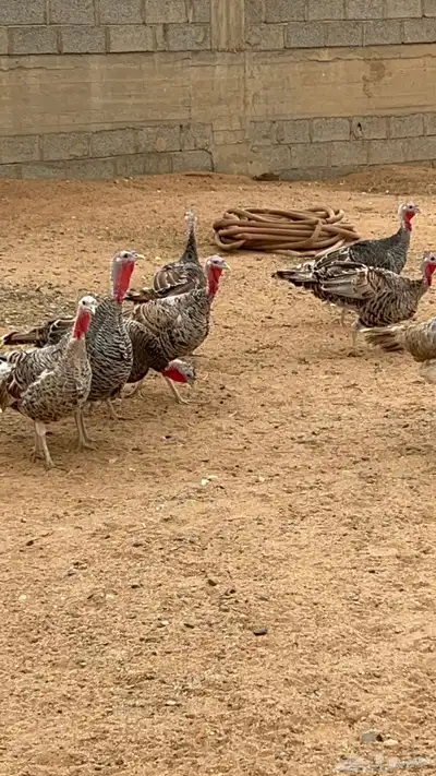 دجاج رومي index