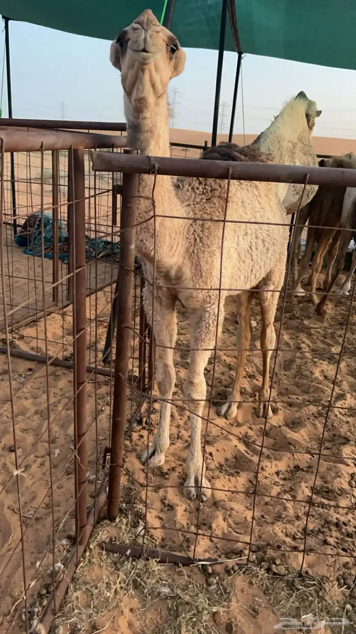 للبيع قعود اشعل على غرنوق منتج 6