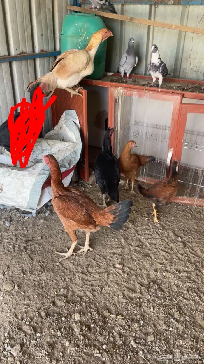 دجاج باكستاني 0