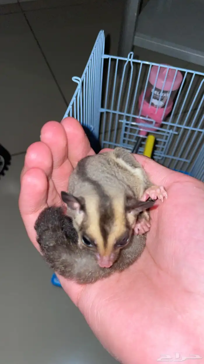 سنجاب طائر شوقر قلايدر 0