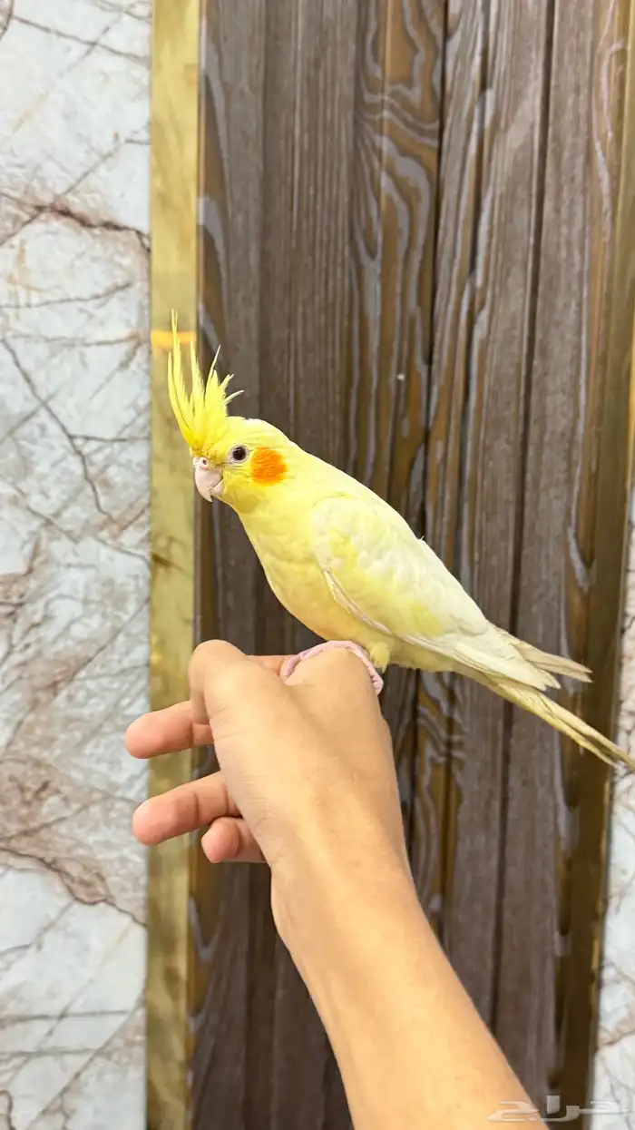 انثى كروان لاتينو عيون حمر اليفه 10