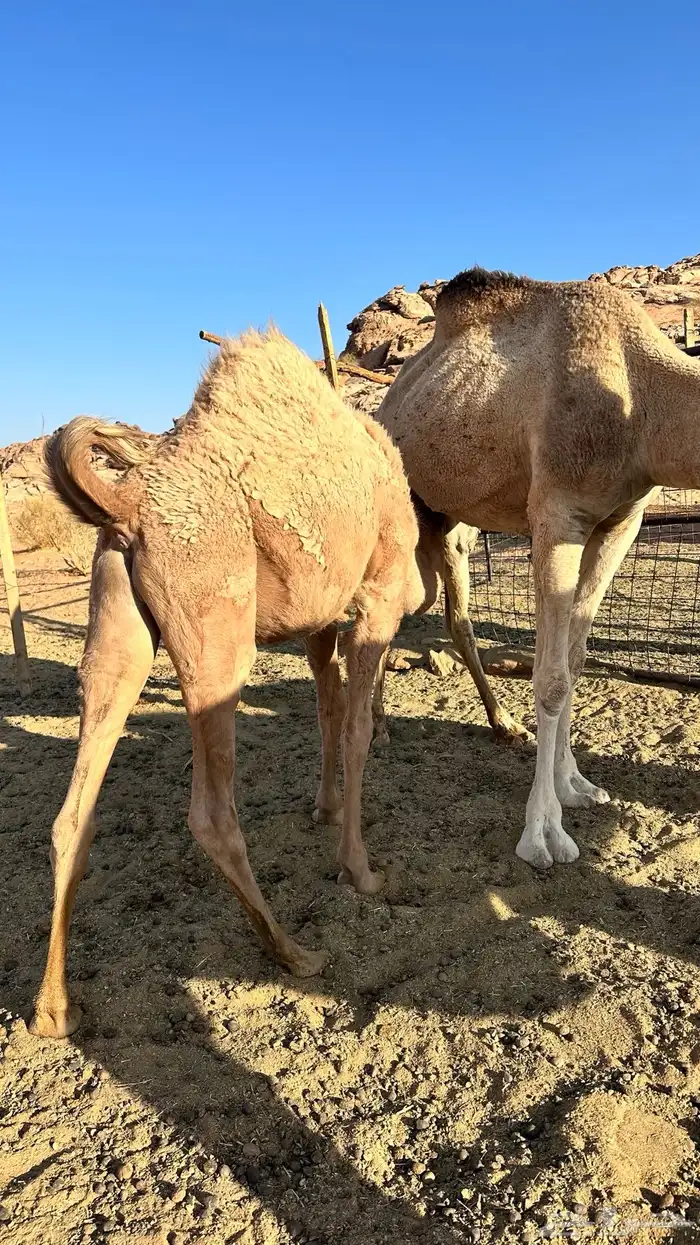 قعود عمره 8 شهور 0