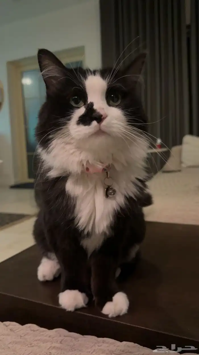 قطة مفقودة 0