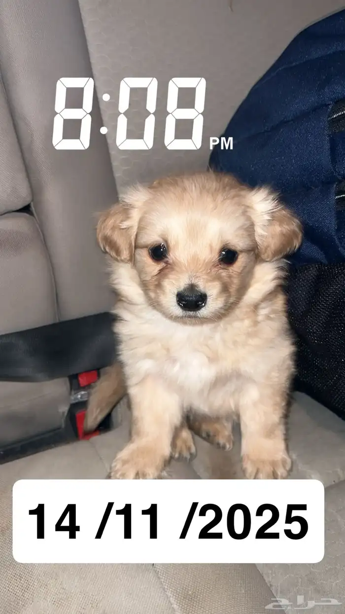 كلبه مالتيز 1