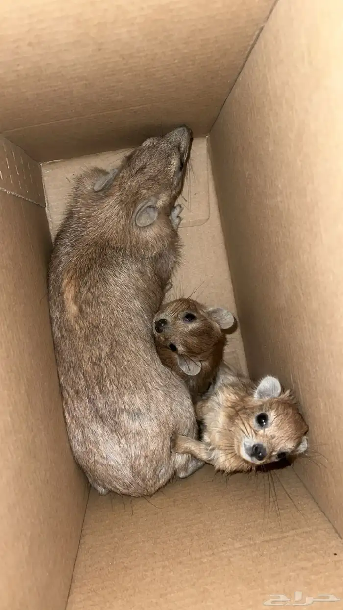 وبران البيع 0