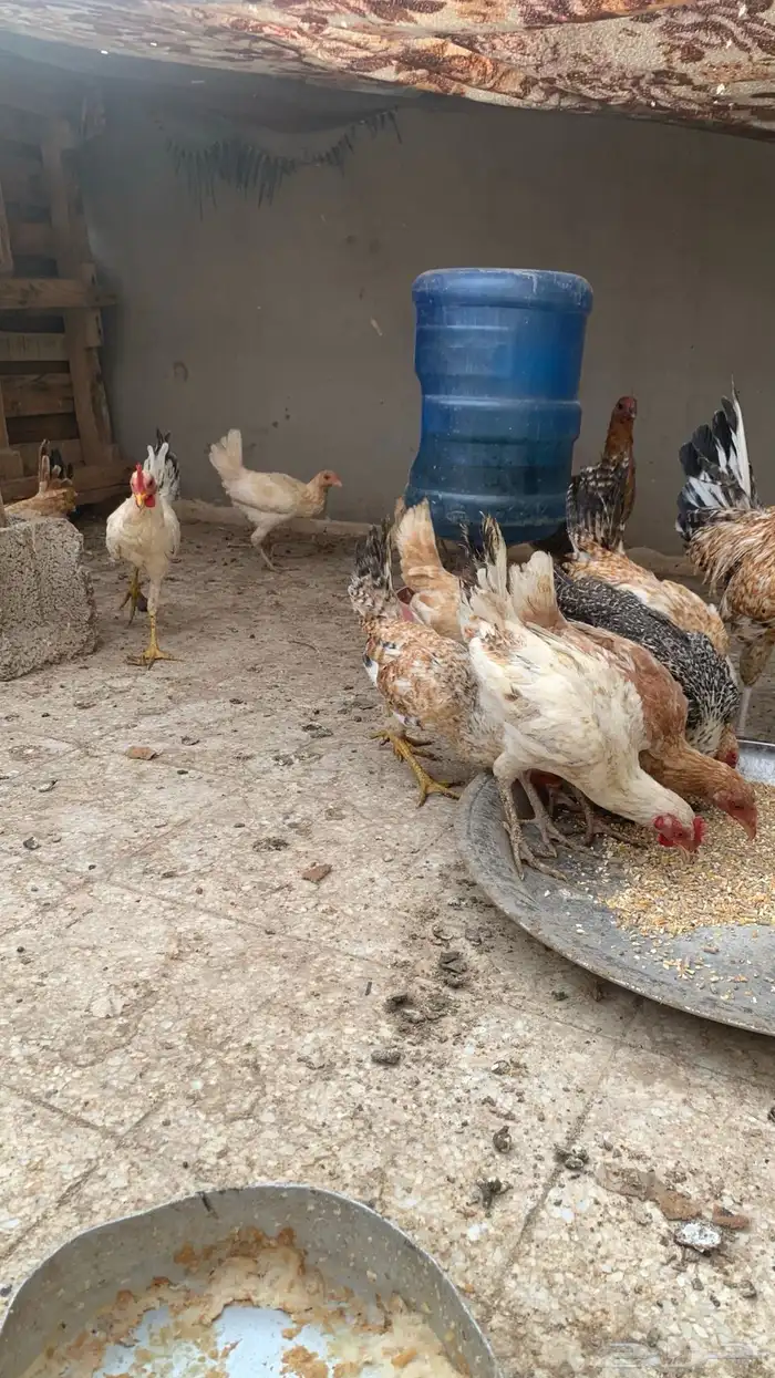 دجاج بلدي و فيومي عمر من أربعه إلى خمسه اشهر 4