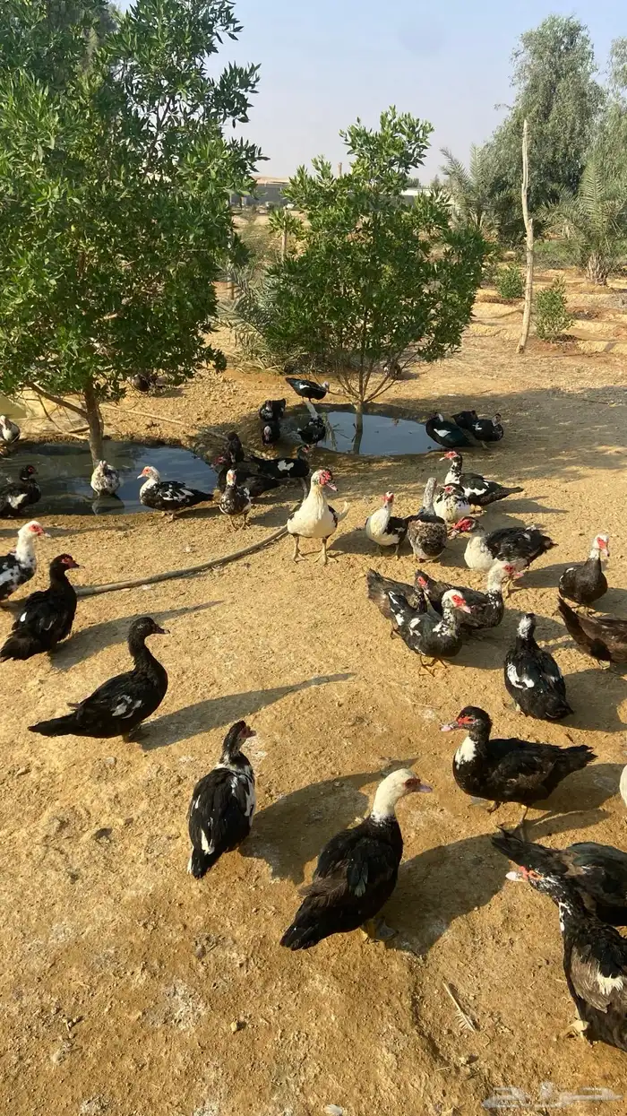 بط نوع بح للبيع العدد 100 يزود او ينقص الصحه تمام 1