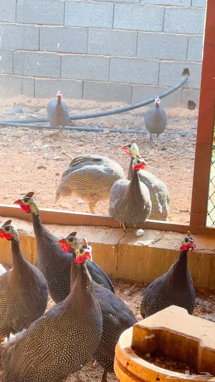 دجاج فرعوني حبشي 1