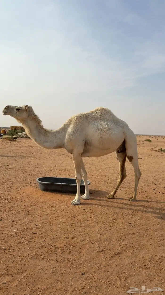 للبيع ضريبه سليمه شرط 1